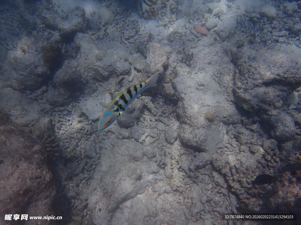 海底游动的条纹小鱼