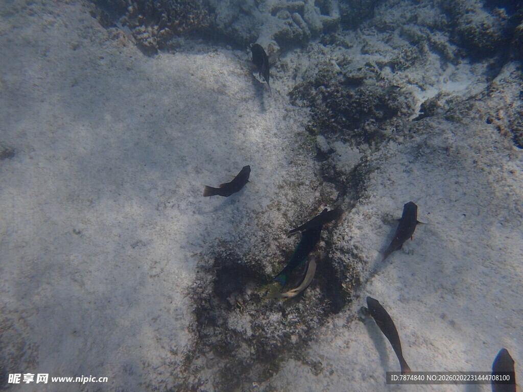 海底游动的小鱼群