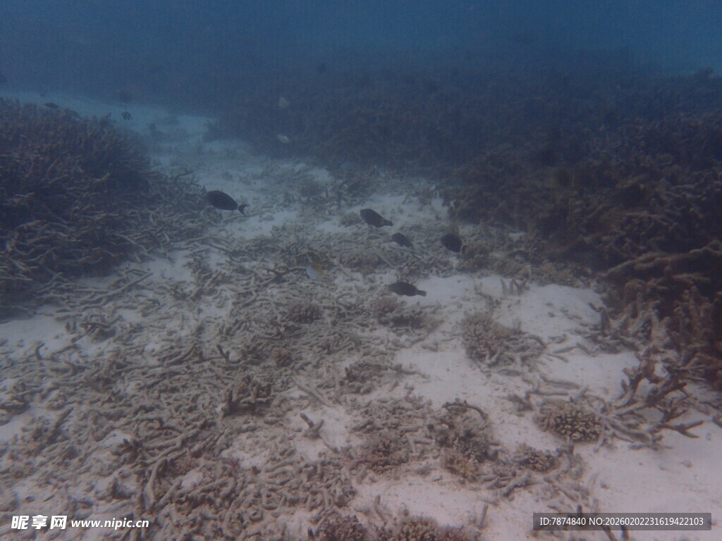 海底珊瑚礁景象