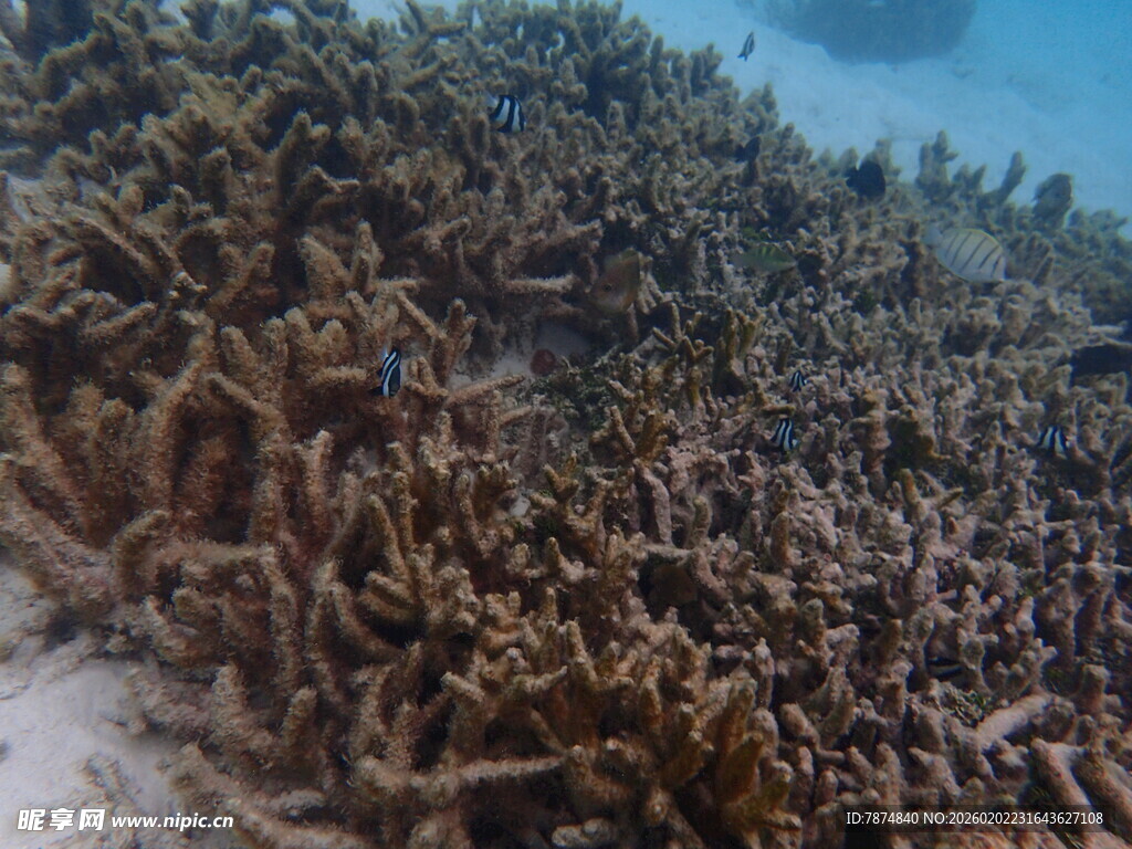 海底壮观的珊瑚群景观