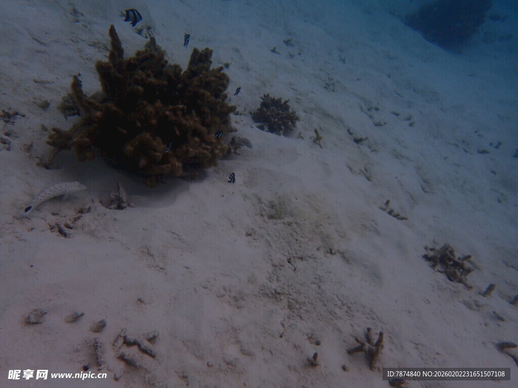 海底珊瑚景象