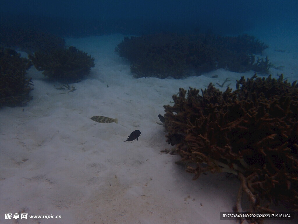 海底珊瑚与游动小鱼