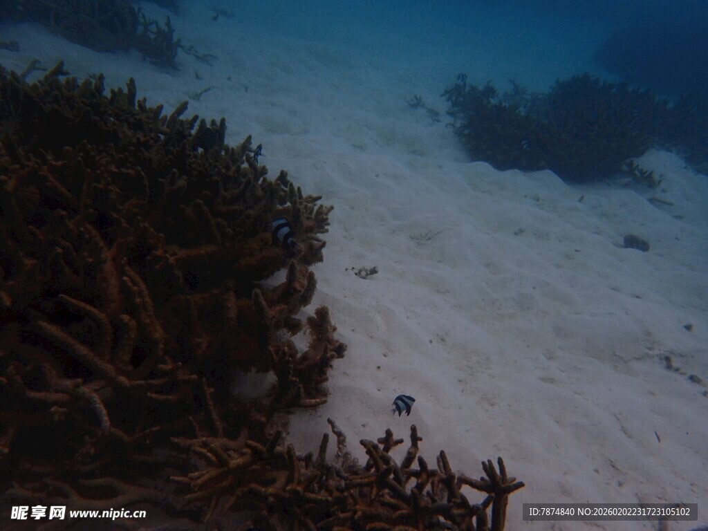 海底珊瑚景观