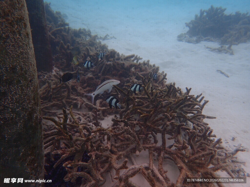 海底珊瑚景观