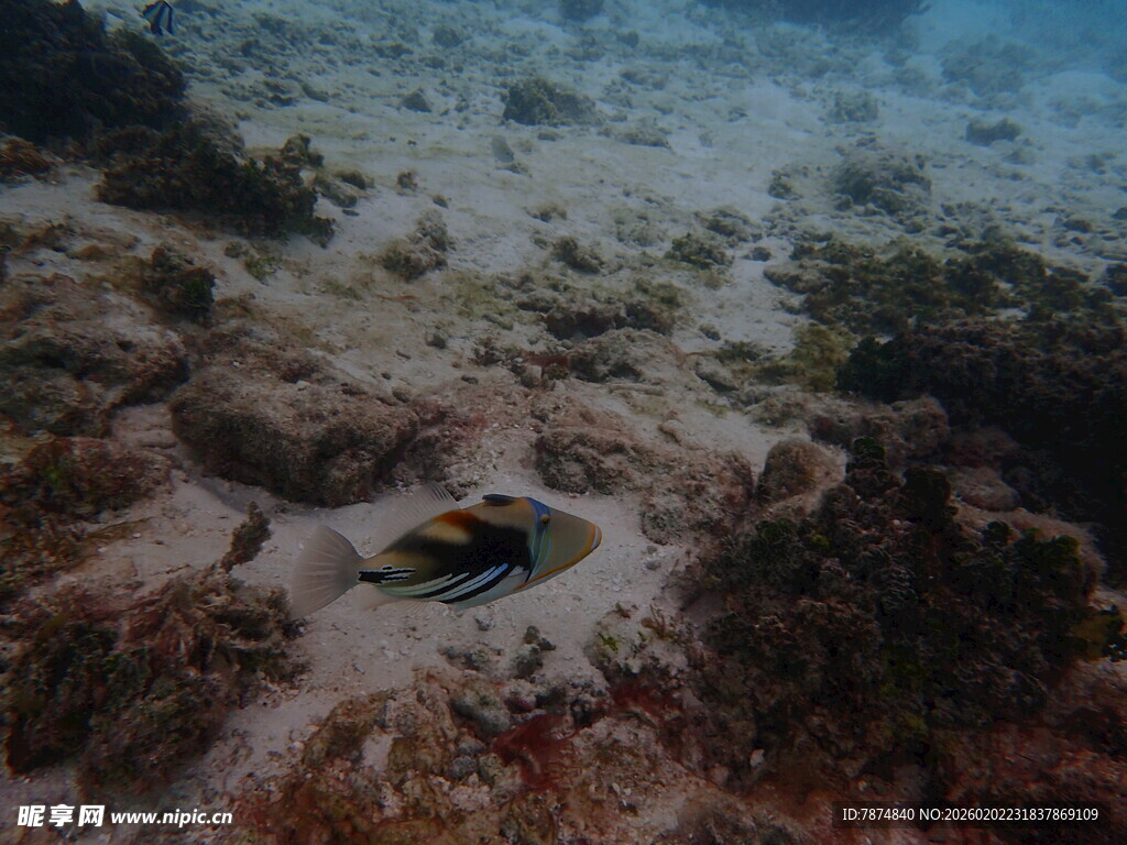 海底礁石间的斑斓小鱼