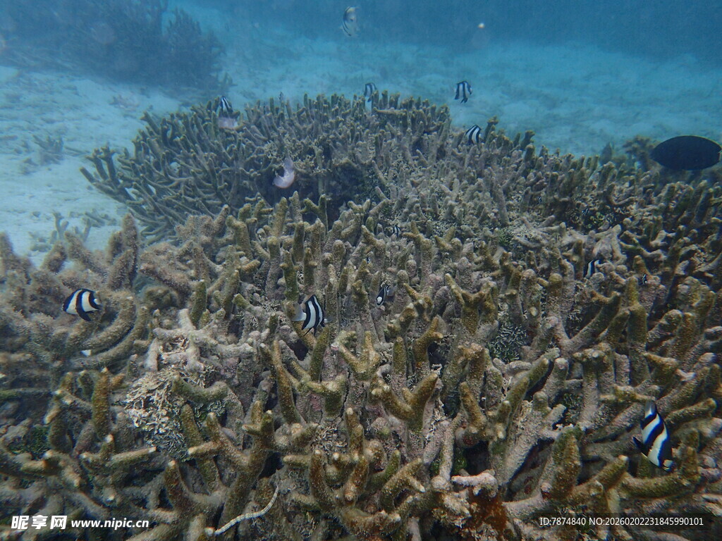 海底珊瑚丛中的多彩小鱼