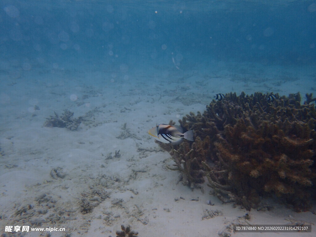 海底珊瑚景观