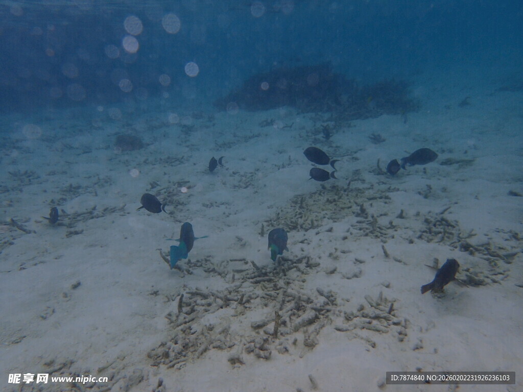 海底景象 多彩海洋生物