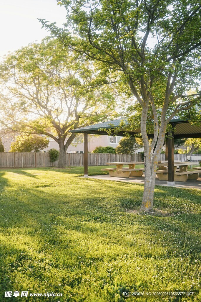 阳光照耀下的绿意庭院