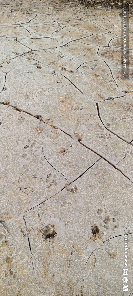 岩石上的植物痕迹