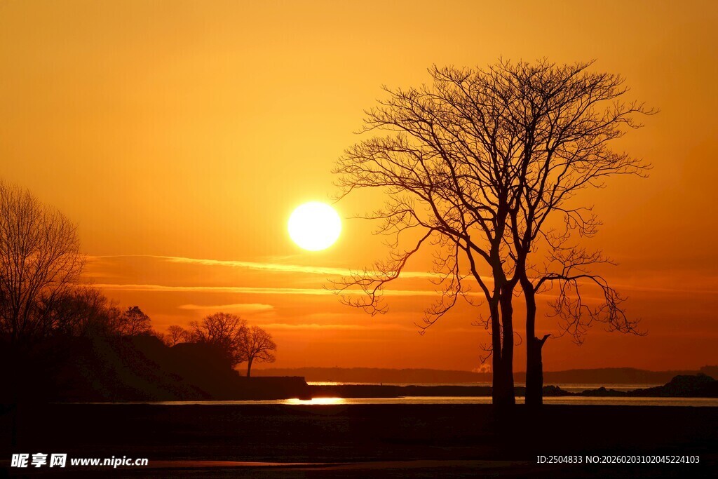 夕阳下的孤树与美景