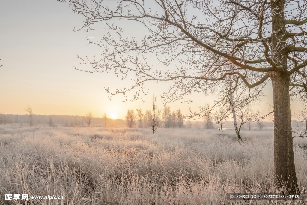 冬日晨景 霜覆原野树木