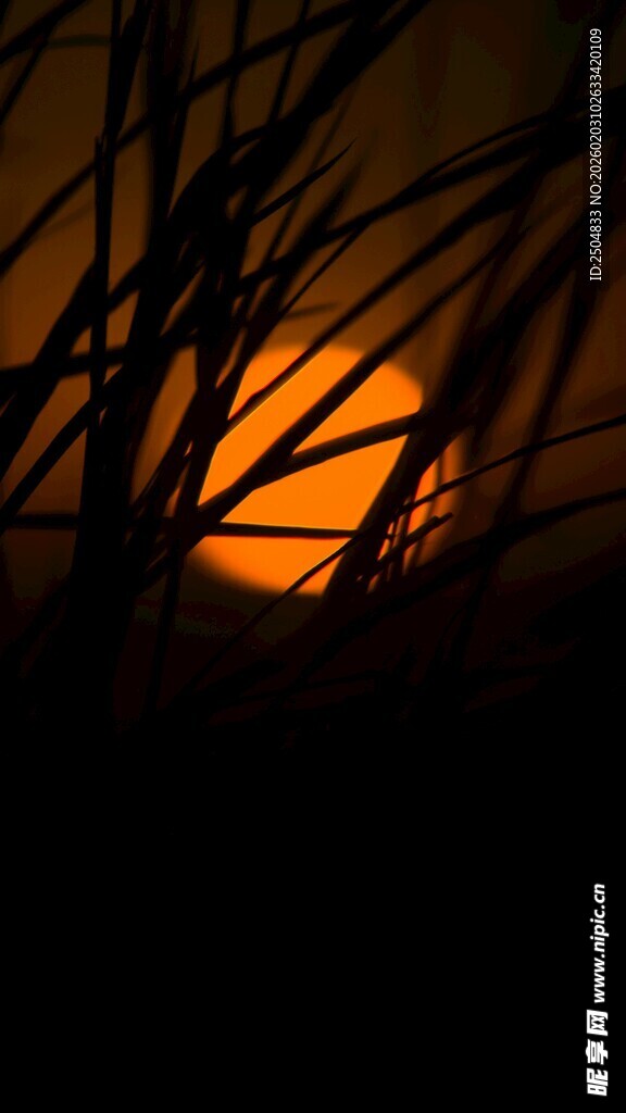 夕阳透过枝桠的美丽景象