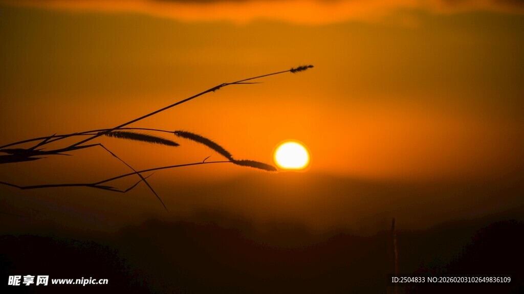 夕阳下的树枝剪影