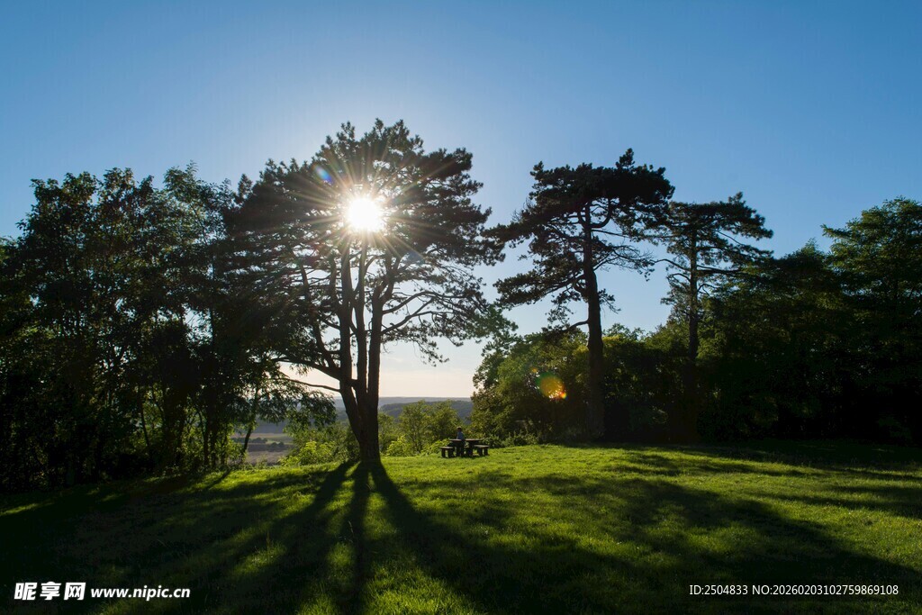 阳光照耀下的林间绿地