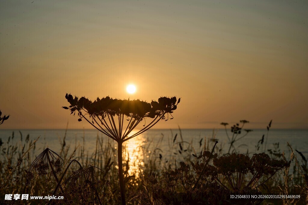 夕阳下的植物与海面美景