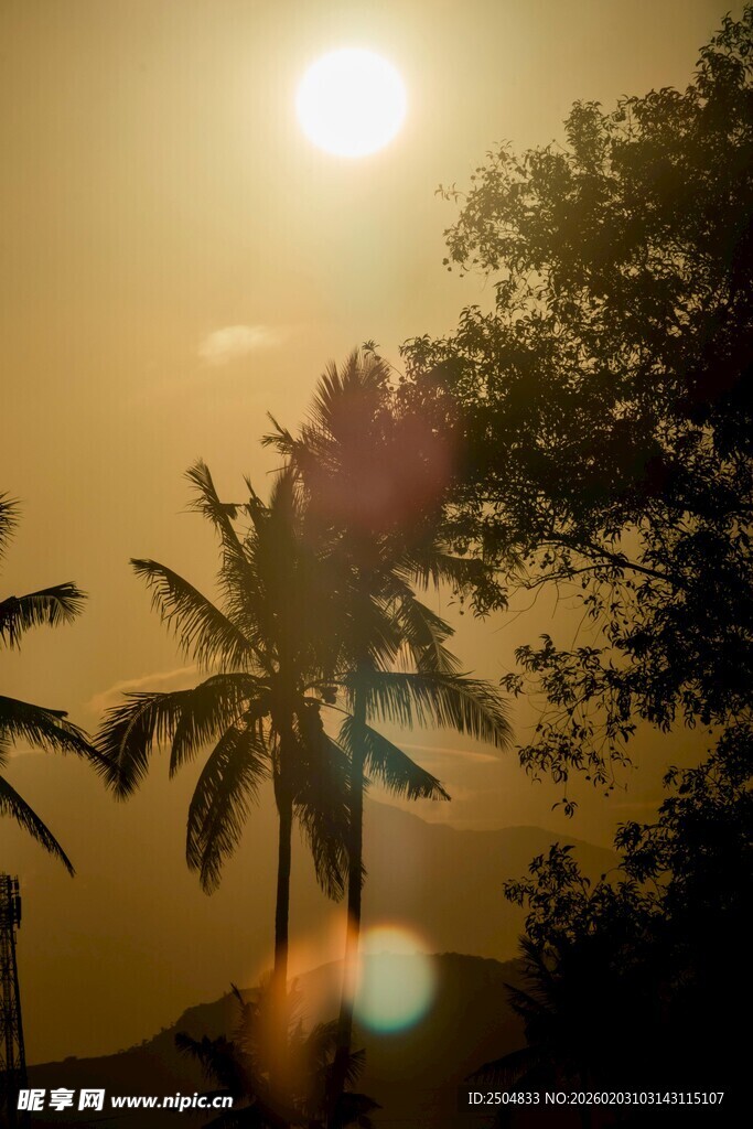 夕阳下的棕榈树美景