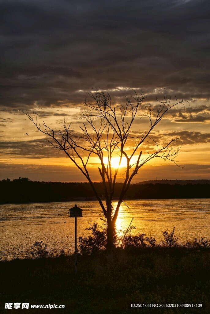 湖畔落日孤树美景