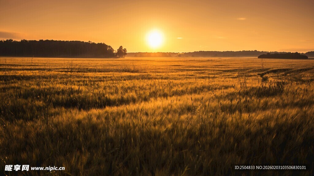 夕阳下的广袤麦田