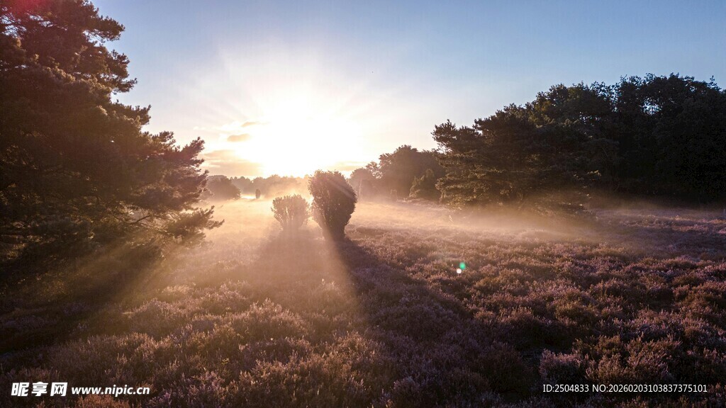 夕阳下漫步花海的浪漫身影