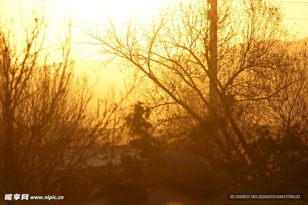 夕阳下的树木剪影