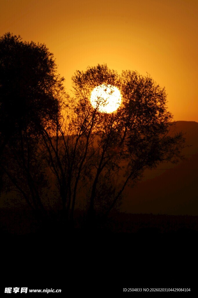 夕阳下的树木剪影