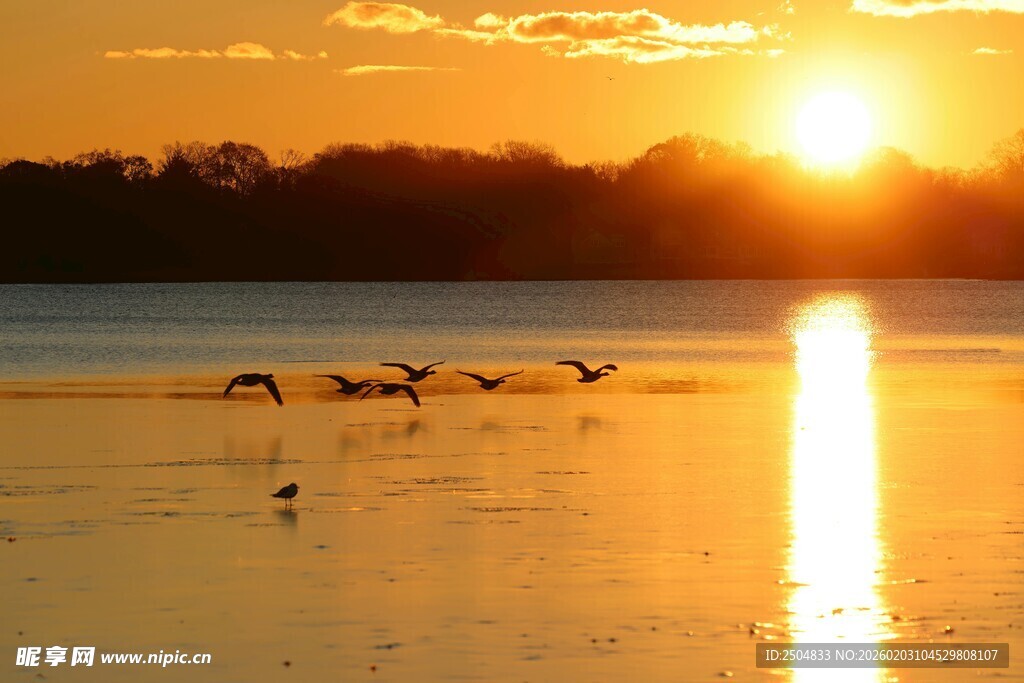 夕阳下湖面飞鸟的美丽景象