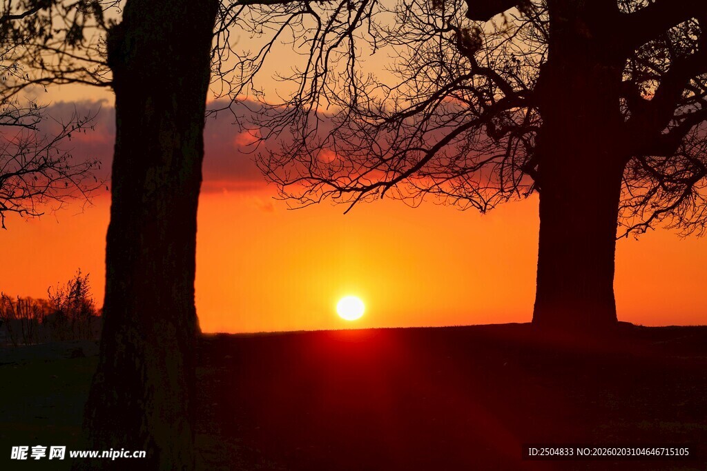 夕阳下的树木剪影