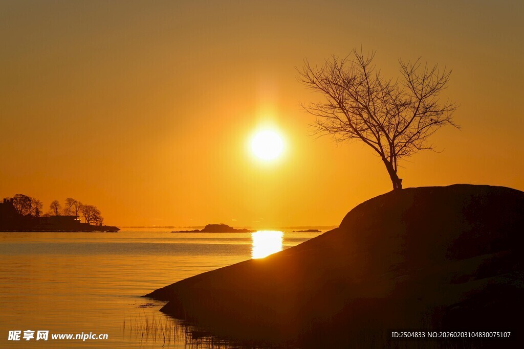 夕阳下孤树伫立湖畔