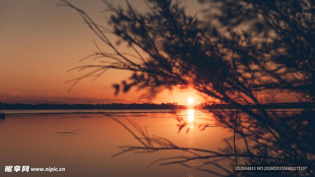 湖畔夕阳下的枝叶剪影