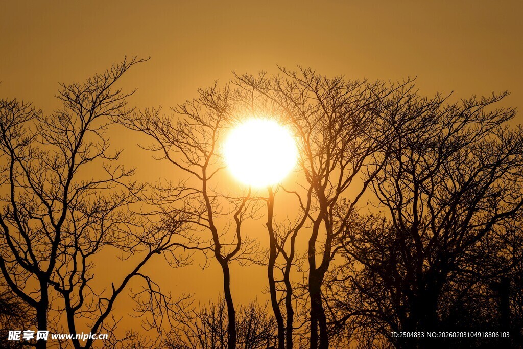 夕阳下的树木剪影