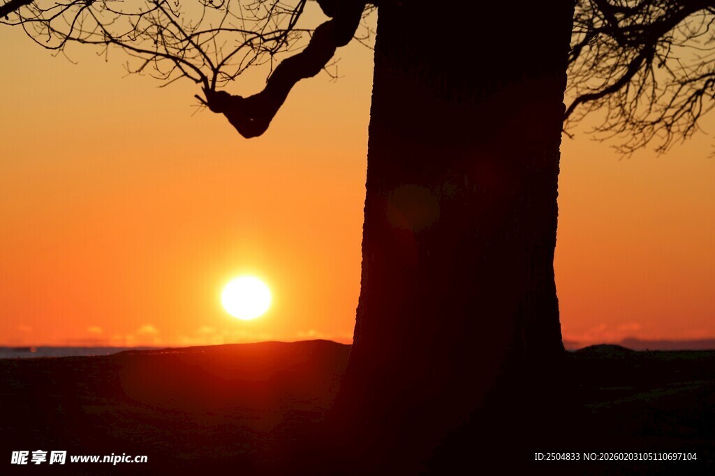 夕阳下的孤树美景