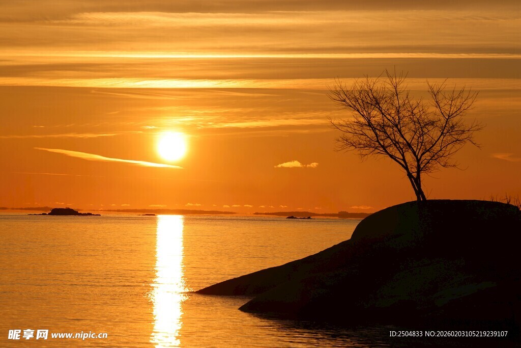 夕阳下孤树伫立海边