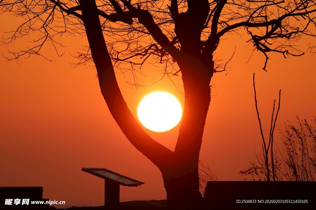 夕阳下的孤树与太阳能板