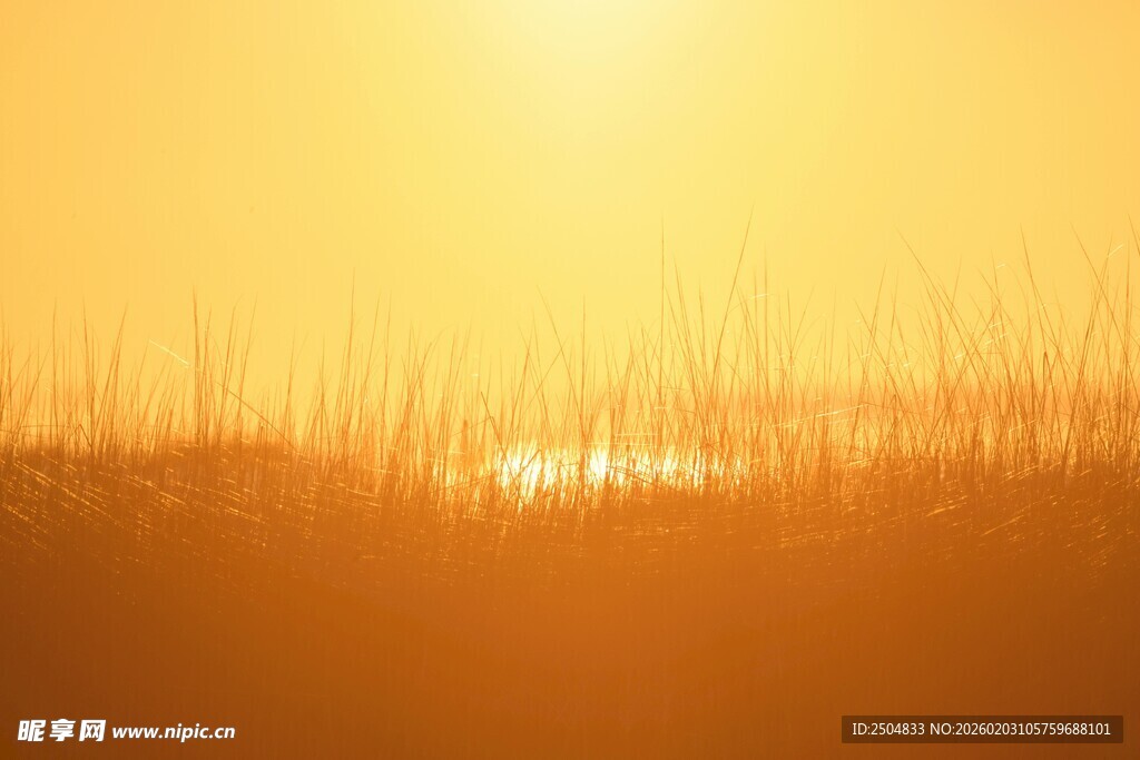 夕阳下的芦苇美景