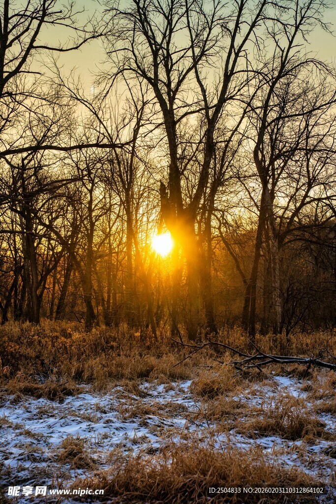 冬日黄昏林间的温暖阳光