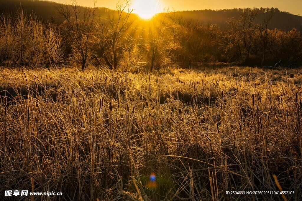 夕阳下的金色旷野