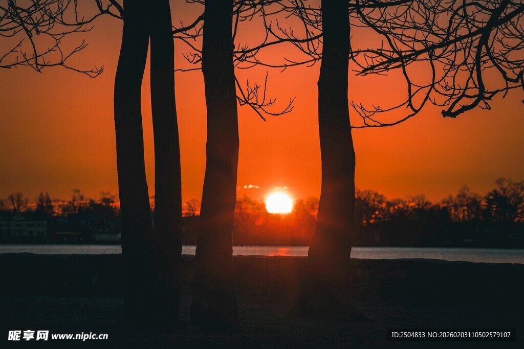 夕阳下的树木剪影