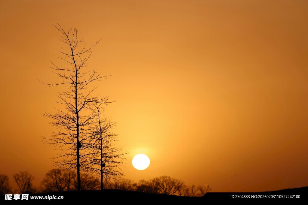 夕阳下的枯树剪影