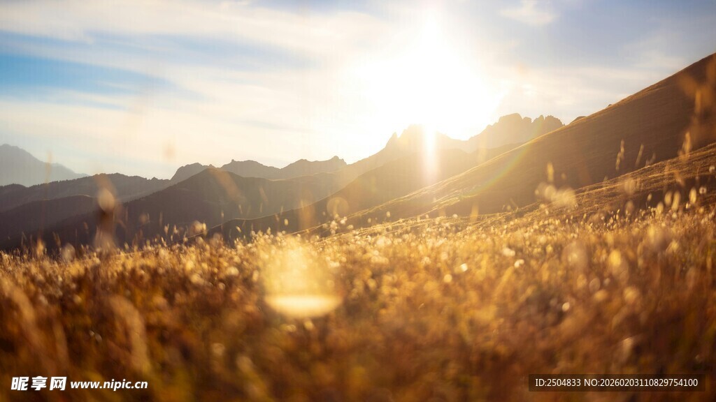 夕阳下的金色草地美景