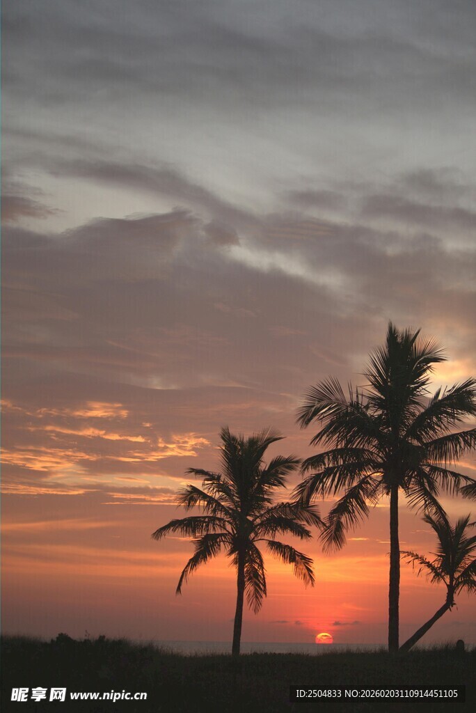 夕阳下的椰树美景