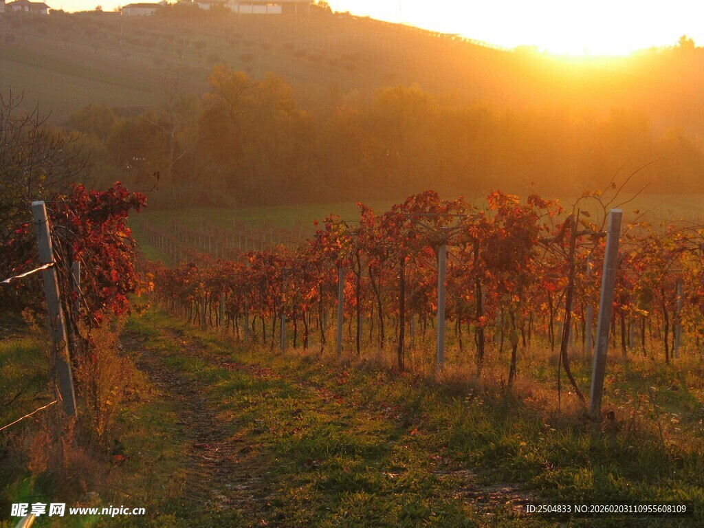 夕阳下的美丽葡萄园