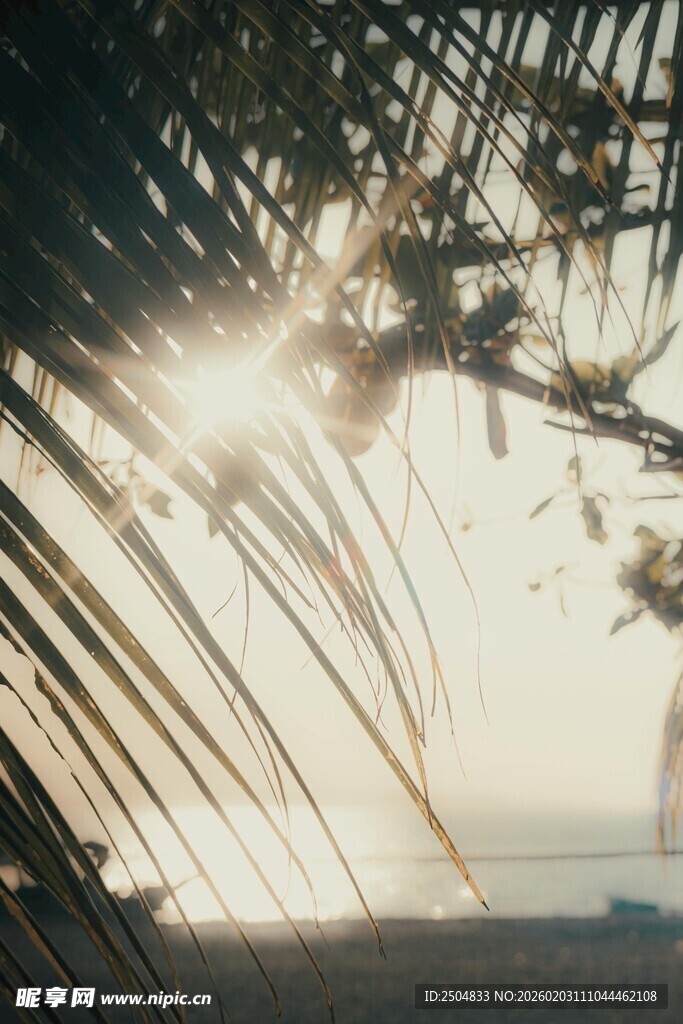 阳光透过椰叶洒向海面