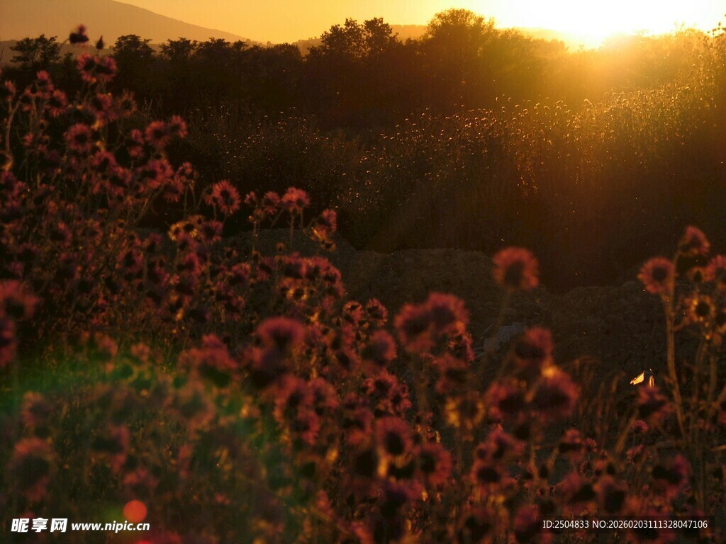 夕阳下的绚烂花海