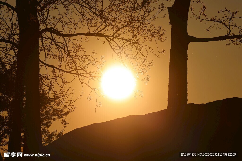 夕阳下的树木剪影