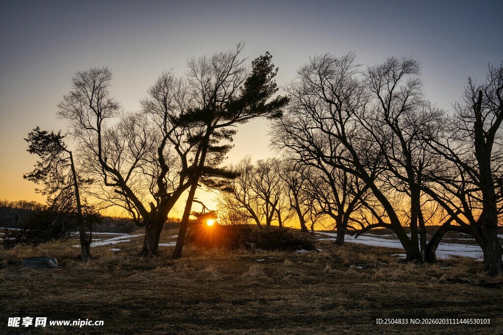 夕阳下的枯树林景观