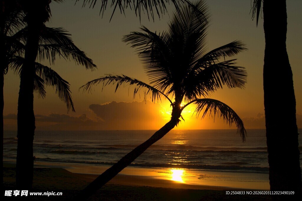 夕阳下的椰树海滩美景