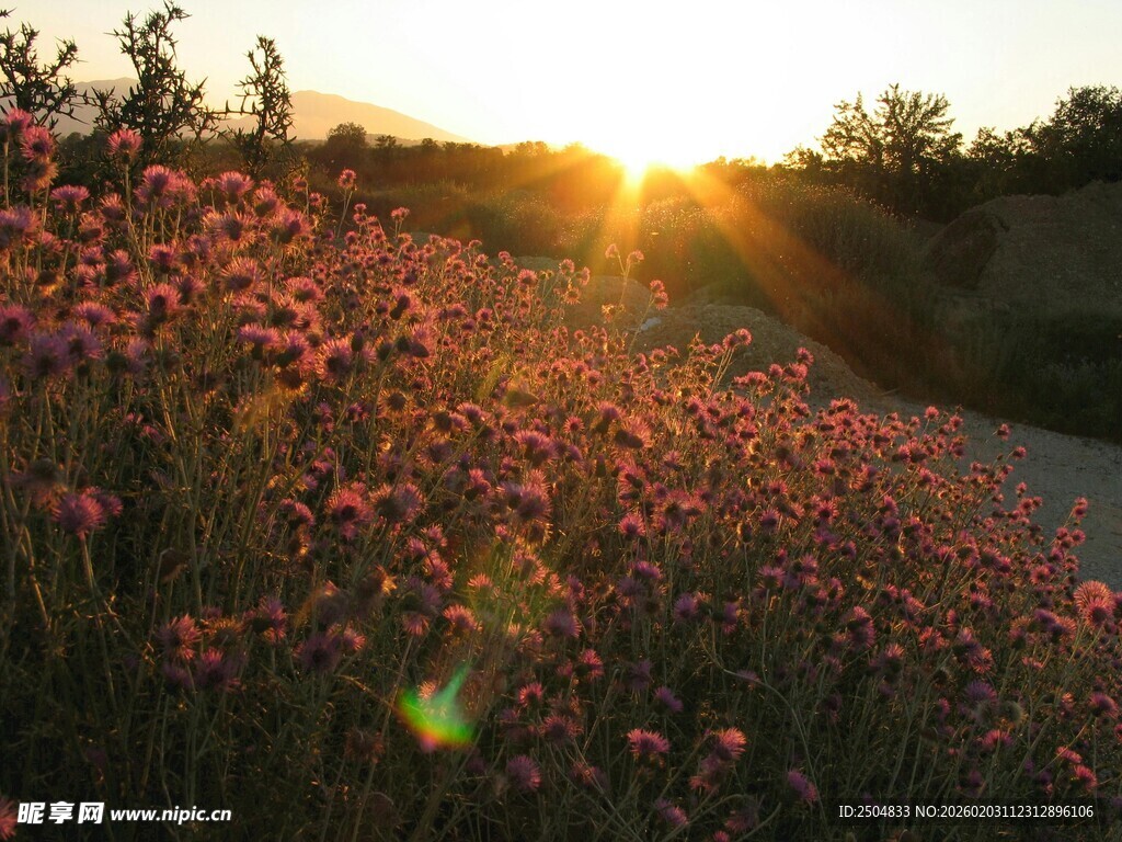 夕阳下的绚烂花田