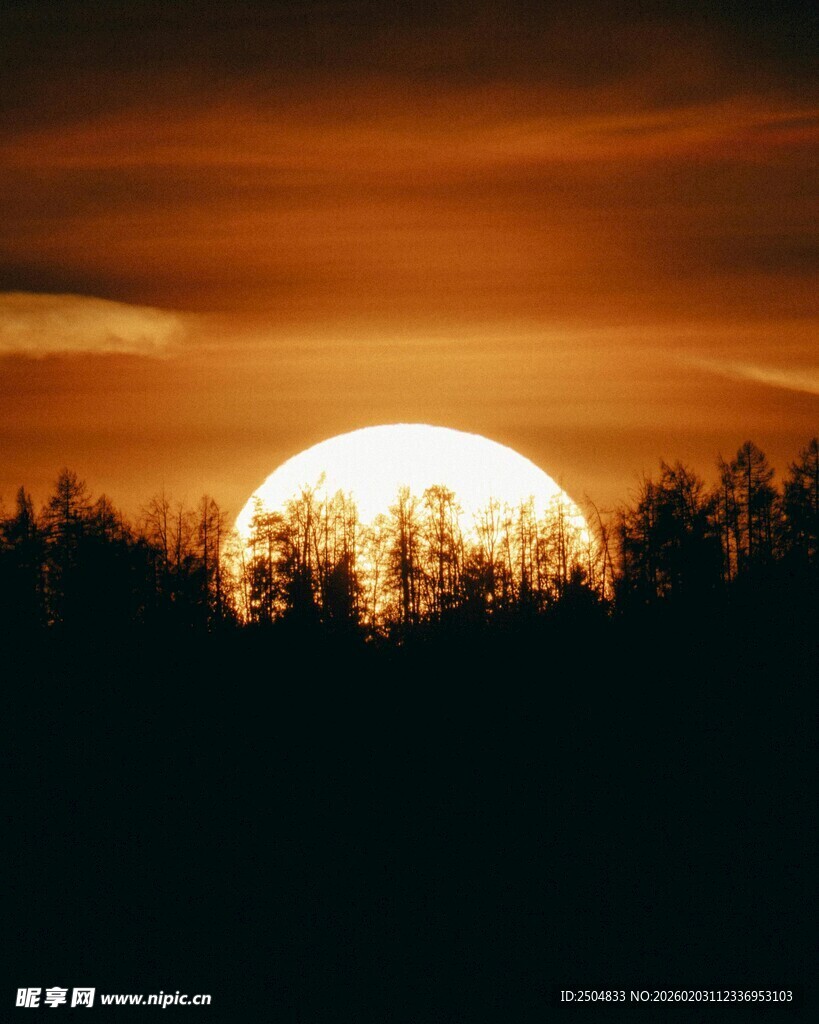日落时分的森林剪影