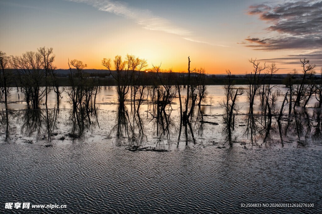 夕阳下的湿地枯木景观